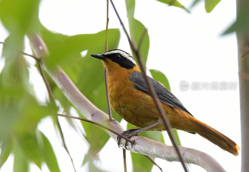 White-browed Robin-Chat